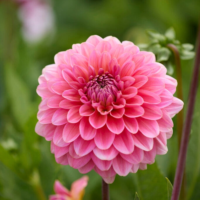 Dahlia Pompon Pink Runner 1-pack